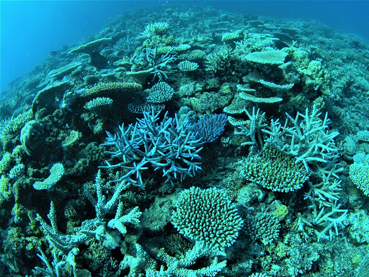 グレートバリアリーフの珊瑚の光景1